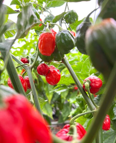 zerhackte Chili - RüsstalChili